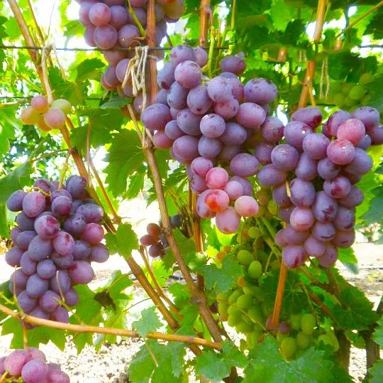 Саженцы винограда Брусничный