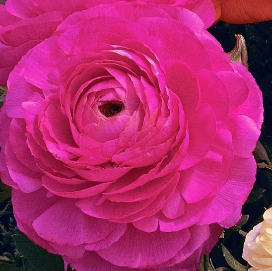 Лютик азиатский Мэджик F1 розовый 50 дражированных семян, Syngenta Flowers