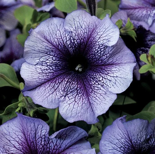 Петуния грандифлора Тритуния F1 синяя с прожилками 1000 семян, Syngenta flowers