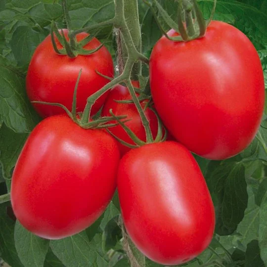Томат Рио Гранде 500 г кустовой среднеспелый, de Saat