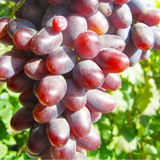 Саженцы винограда Арамис