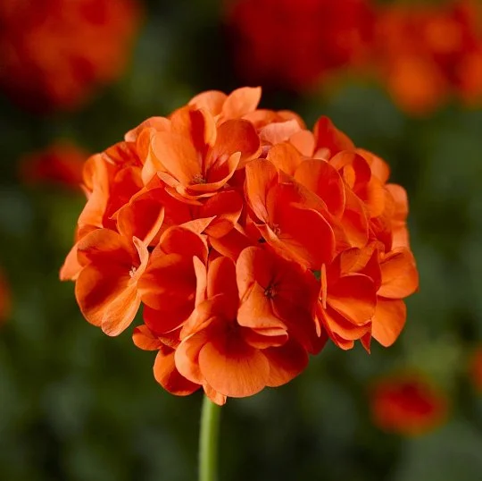 Пеларгония садовая Маверик F1 100 семян оранжевая, Syngenta Flowers