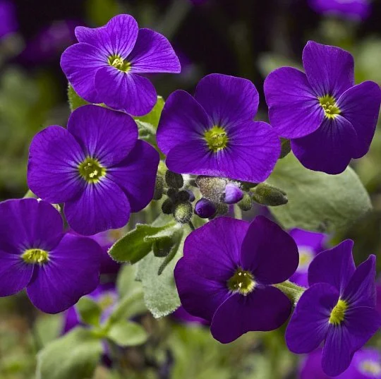 Обриета гибридная Одри F1 темно-пурпурная 100 семян, Syngenta