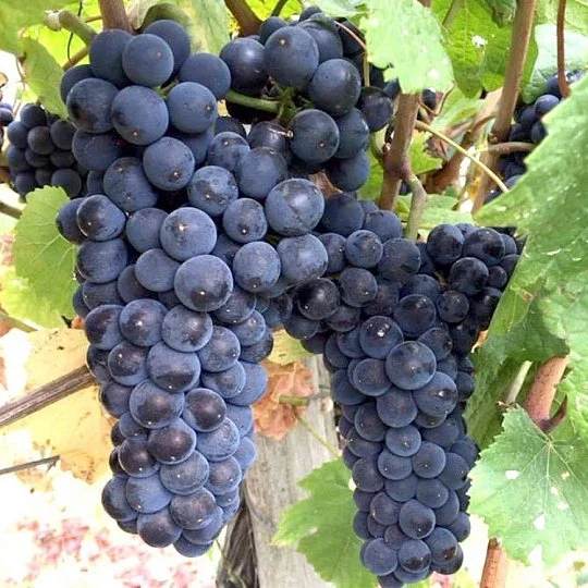 Саженцы винограда Пино Нуар