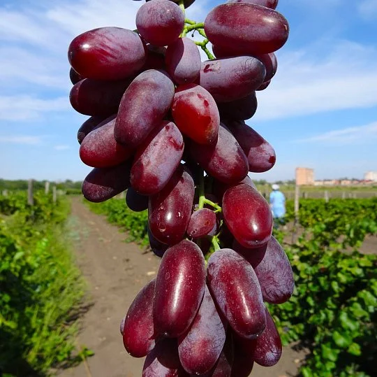 Саженцы винограда Зарево