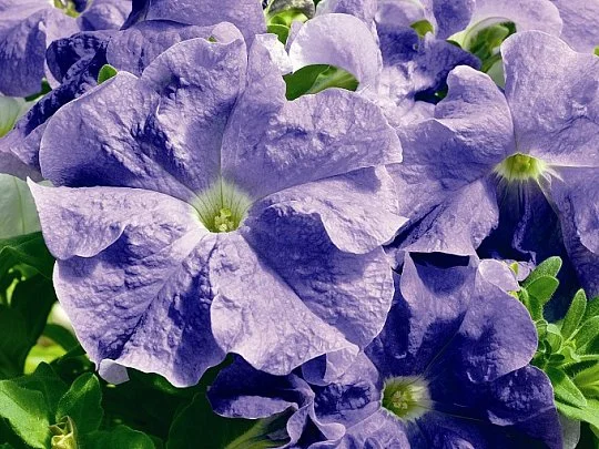 Петунія Ультра F1 1000 дражованого насіння лавандова, Syngenta Flowers