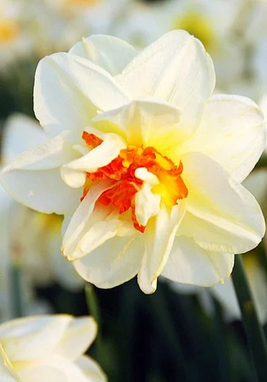 Нарцисс Flower Drift махрово-корончатый (10205)