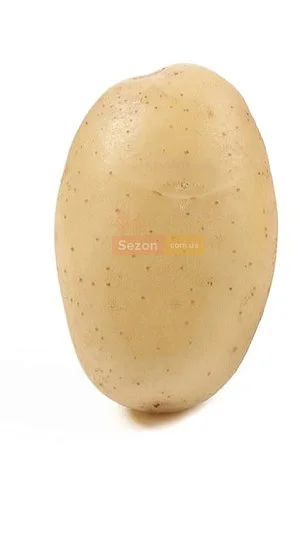 Картофель семенной Нектар 25 кг, Нидерланды