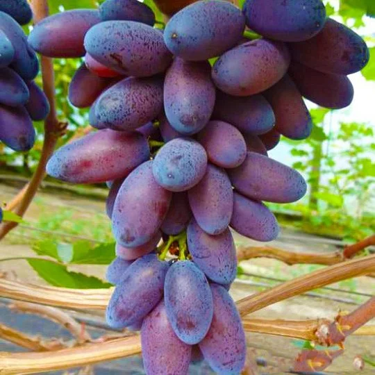 Саженцы винограда Флагман
