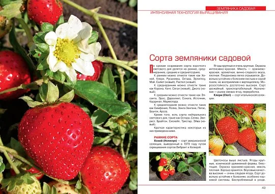 Суниця садова: інтенсивна технологія вирощування - Фото 4