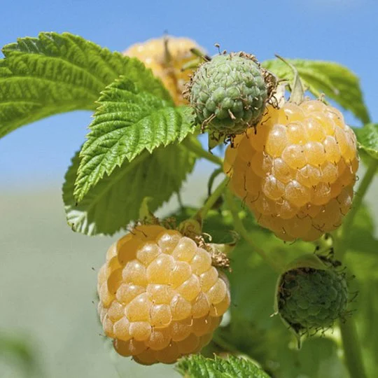 Малина Ранкова роса жовта ремонтантна - Фото 2