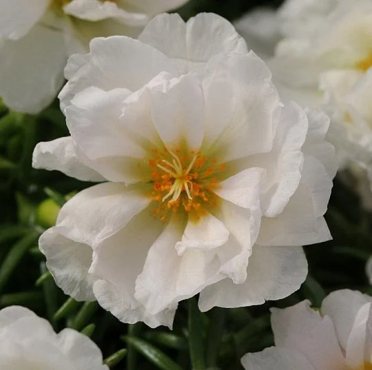 Портулак махровий Хеппі Ауер білий 200 насінин, Pan American flowers