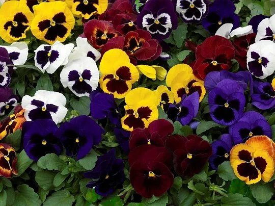 Виола виттрока Кетс F1 100 семян смесь, Benary flowers