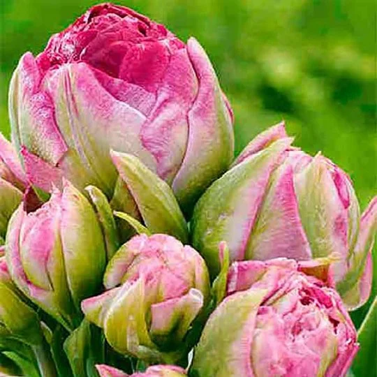 Тюльпан Pearl Mountain 3 шт махровый многоцветковый, De Ree