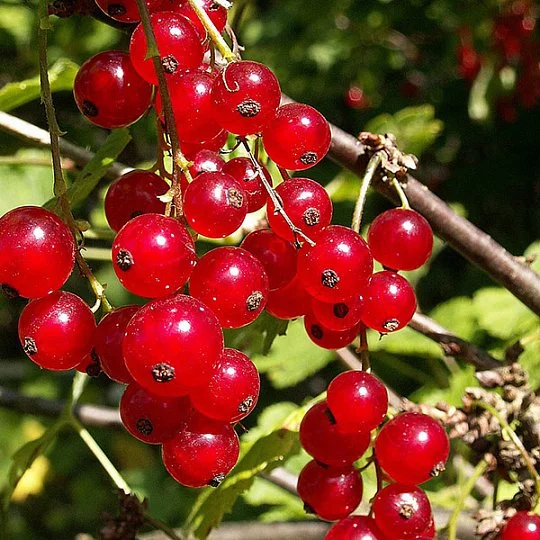 Смородина Улюблена червона середньостигла - Фото 2