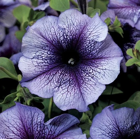 Петунія грандіфлора Тритунія F1 синя з прожилками 1000 насінин, Syngenta flowers