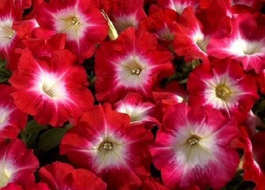 Петуния Селебрети F1 1000 дражированных семян красная с глазком, Benary flowers