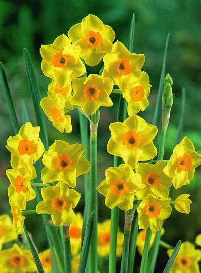 Нарцисс мультицветковый Grand Soleir (10631)