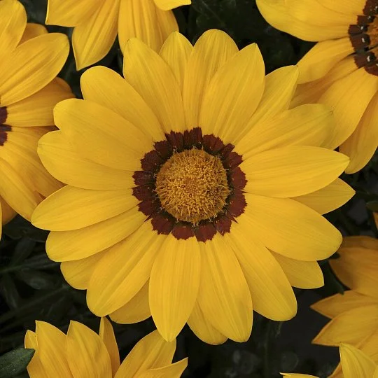 Газанія Нью Дей F1 жовта 100 насіння жорстколиста, Pan American flowers