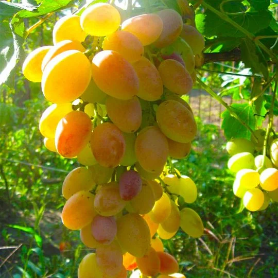 Саженцы винограда Атлант Запорожский