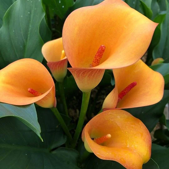 Калла Jаck O Lantern великоквіткова, De Ree