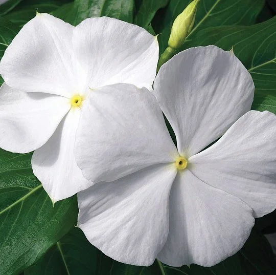 Катарнтус Кора XDR F1 белый 100 семян, Syngenta Flowers