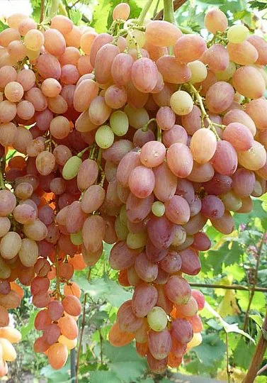 Саженцы винограда "Лучистый" - Фото 2