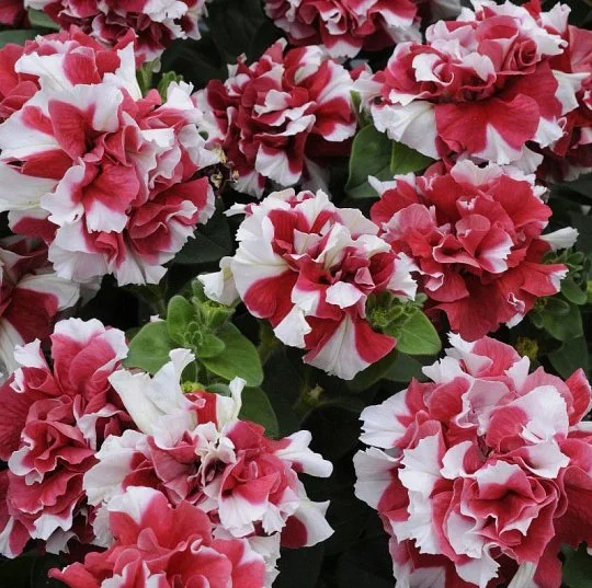Петуния мультифлора махровая Дуо F1 красно-белая 200 семян, Pan American flowers
