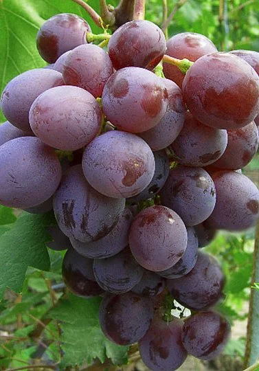 Саженцы винограда "Атаман"