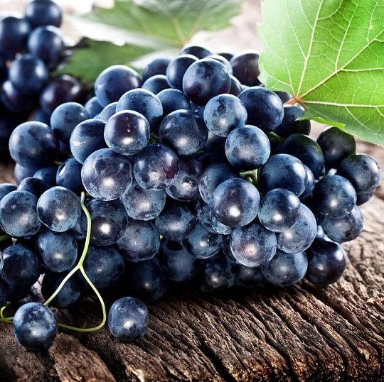 Саженцы винограда Нью-Йорк кишмиш - Фото 2