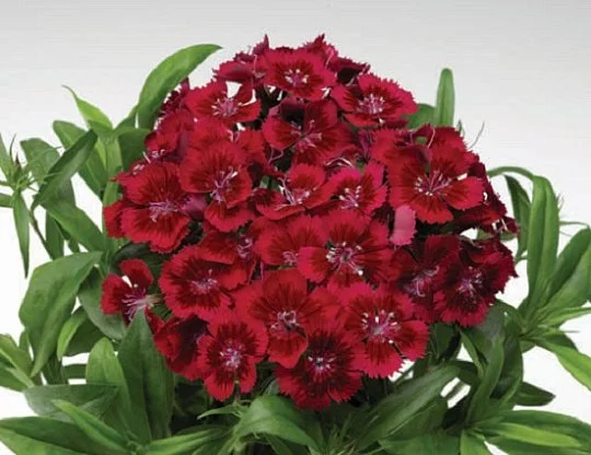 Гвоздика турецкая Диабунда F1 100 дражированных семян красная, Syngenta Flowers