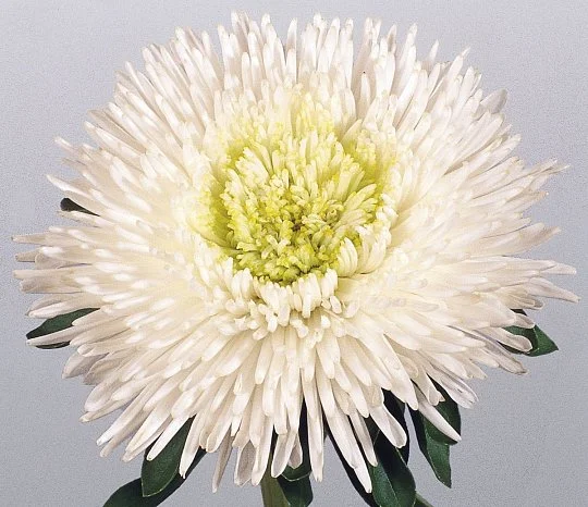 Астра китайская Принцесса Бенари 1000 семян белая, Benary flowers