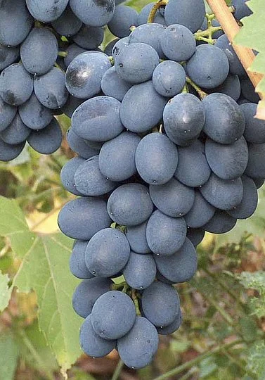 Саженцы винограда "Забава"