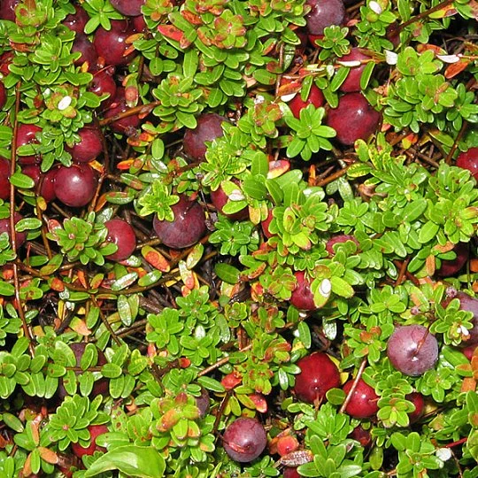 Журавлина Бен Лір рання - Фото 2