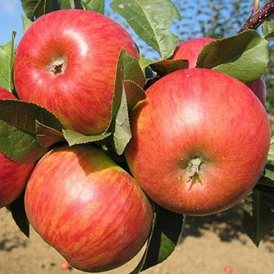 Яблоня Конфетная ранньостигла  - Фото 2