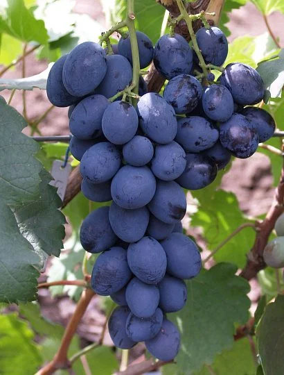 Саженцы винограда Сфинкс, Институт Таирово