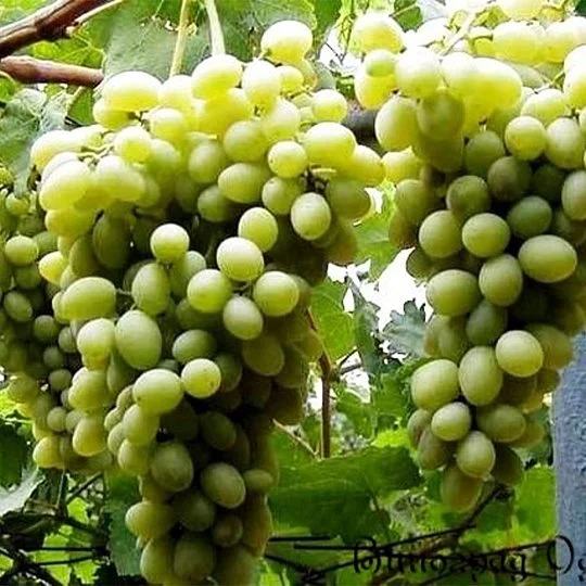 Саджанці винограду Стійкий Докучаєвий