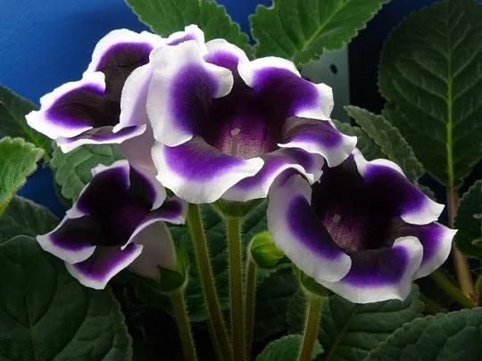 Глоксиния Kaiser Wilhelm - Фото 3