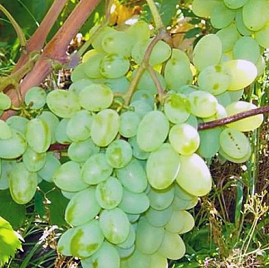 Саженцы винограда Эврика