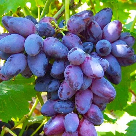 Саженцы винограда Хаджи Мурат