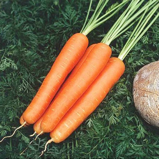 Морковь Красавка 1 кг ранняя
