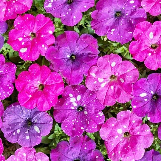 Петунія Зоряне небо F1 грандіфлора 10 насіння суміш, Cherny