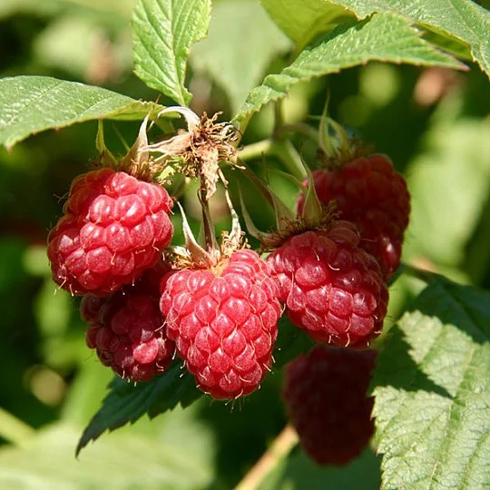 Малина Феномен червона середньостигла - Фото 2