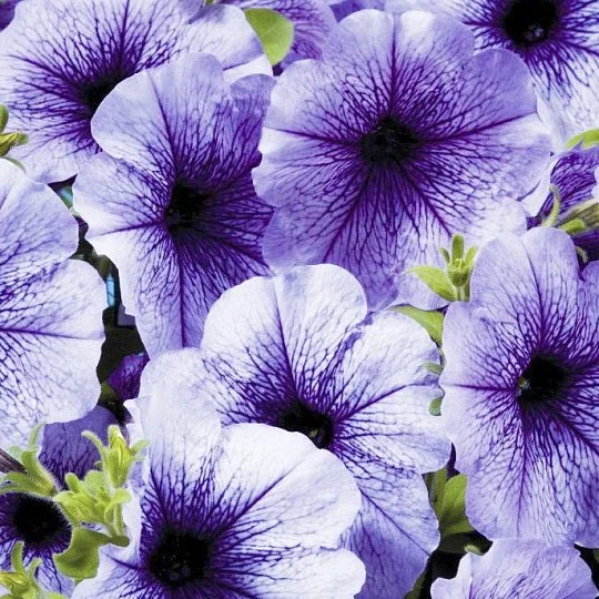 Петуния Селебрети F1 500 семян синий лед, Benary flowers
