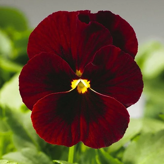 Виола рогатая Пенни F1 100 семян красная с глазком, Syngenta Flowers