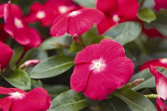 Катарантус СанШторм F1 100 семян красный с глазком, Syngenta Flowers