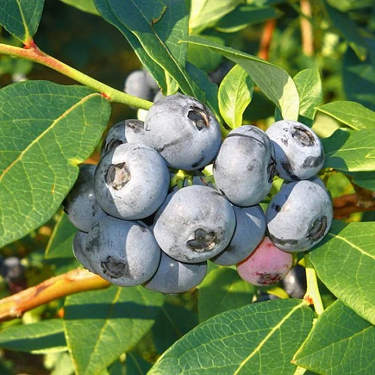 Чорниця Денис Блю високоросла середньостигла - Фото 2