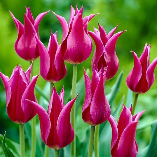 Тюльпан Maytime 3 шт лилиевидный , De Ree (10431) - Фото 2
