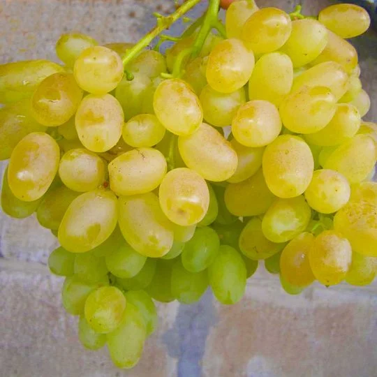 Саженцы винограда Славута