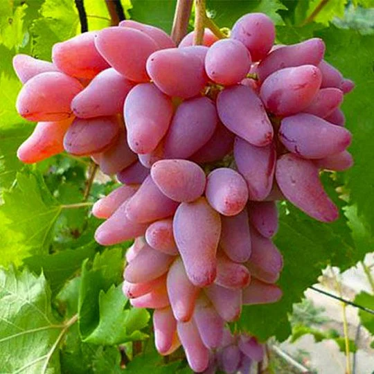 Саженцы винограда Оригинал